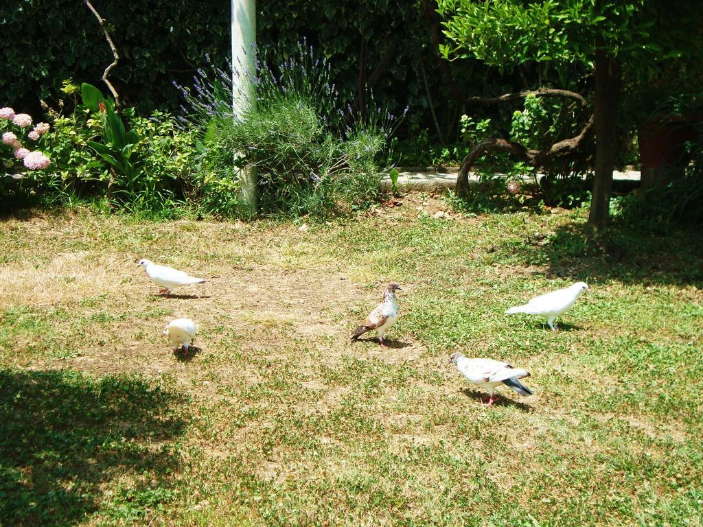 Apartments Rolovina Tivat Room photo